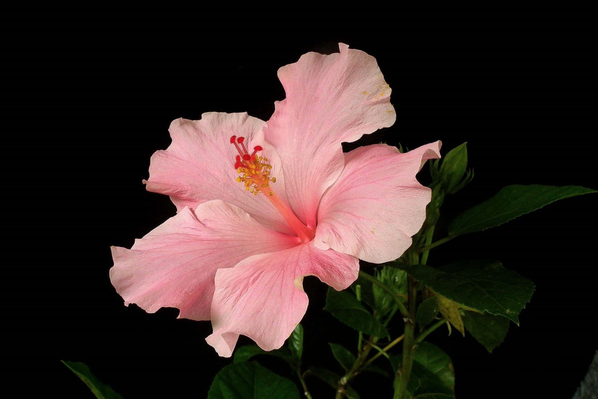 Pink Flower Nature Hibiscus HD Wallpaper