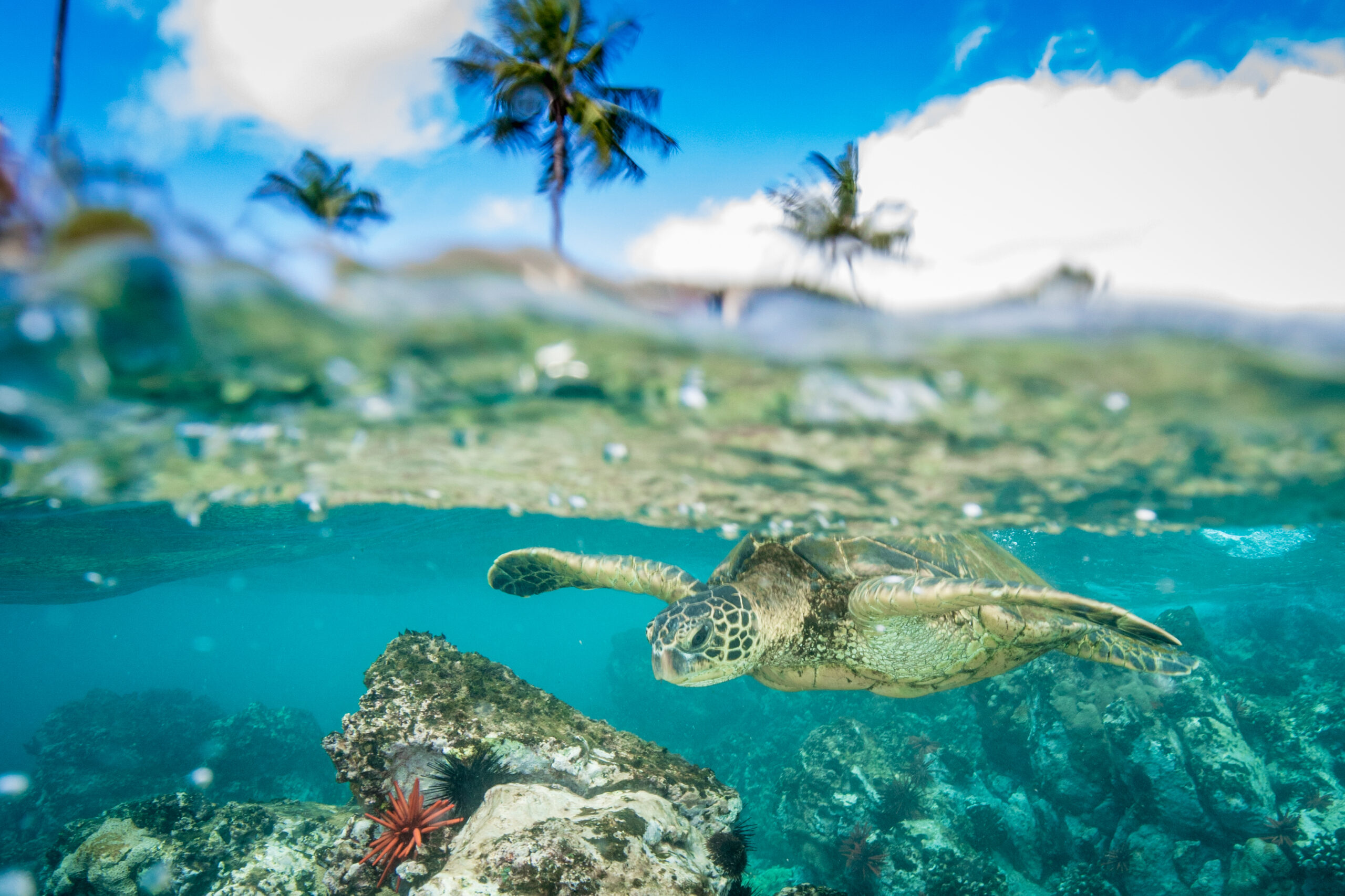 Hawaiian Green Sea Turtle Travel Off Path