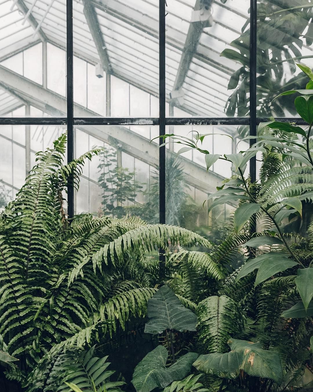 Green Plant Aesthetic Wallpaper On