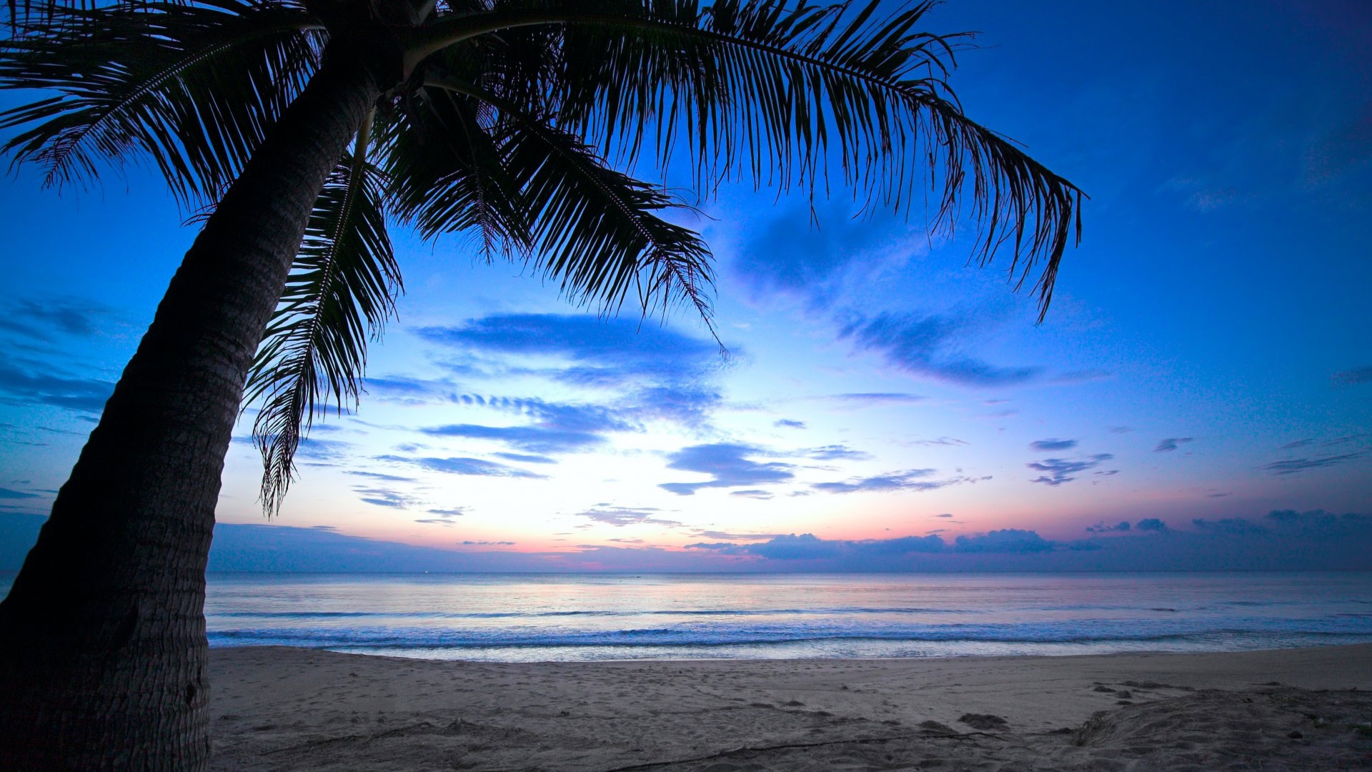 Tropical Sunset Palm Tree X
