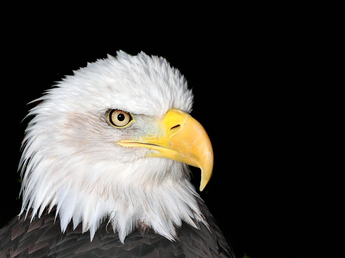 Bald Eagle Wallpaper Eagle