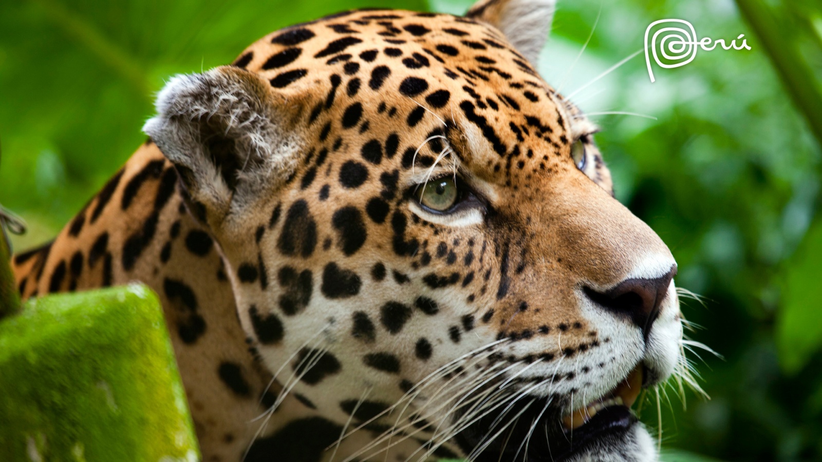Jaguar The Big Cat Wallpaper HD