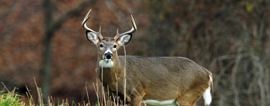 White Tailed Deer Buck Ohio November HD Wallpaper Car Pictures
