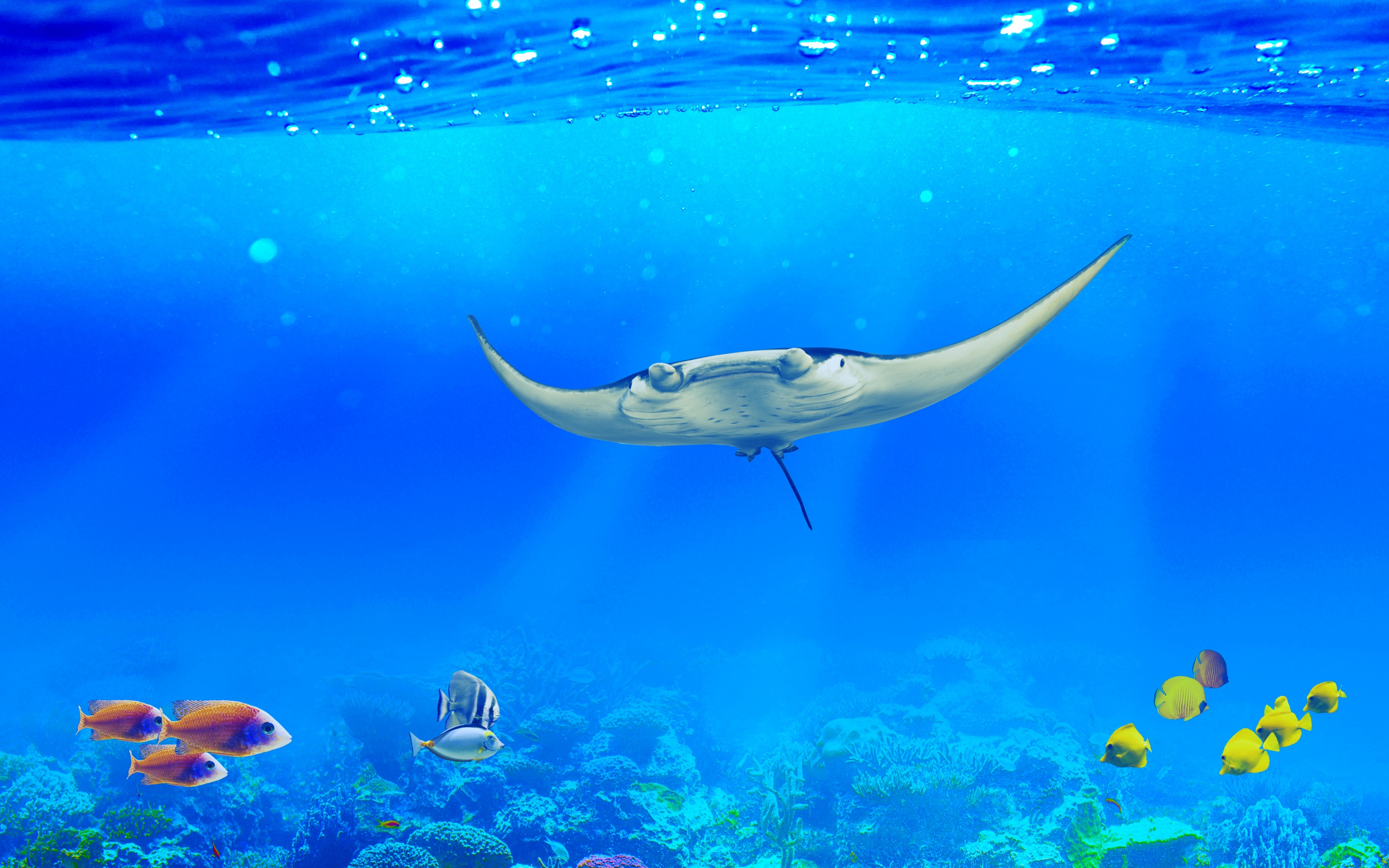 A majestic manta ray glides through crystal-clear blue water, surrounded by vibrant coral reefs and colorful fish. A perfect 4k underwater wallpaper