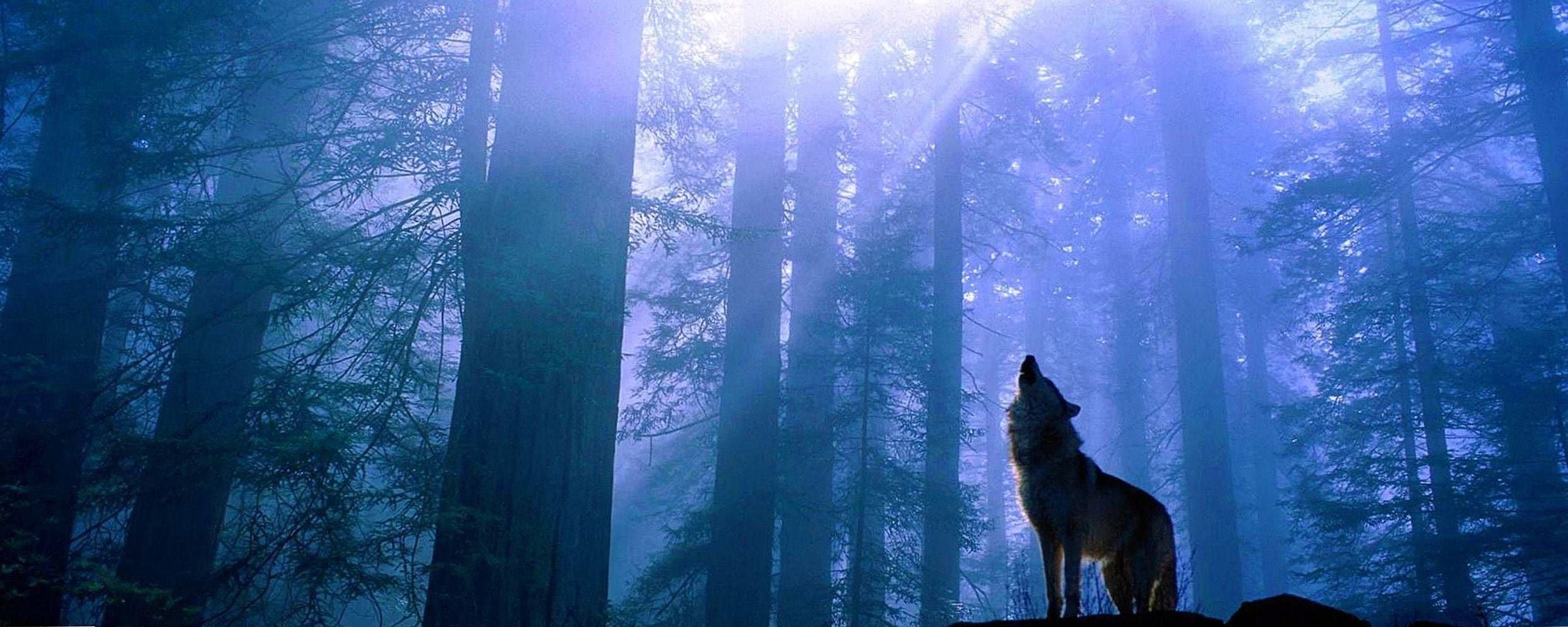 Dual Screen Wallpaper Wolf Background Image