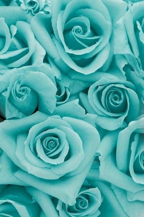 Tiffany Blue Roses iPhone Wallpaper