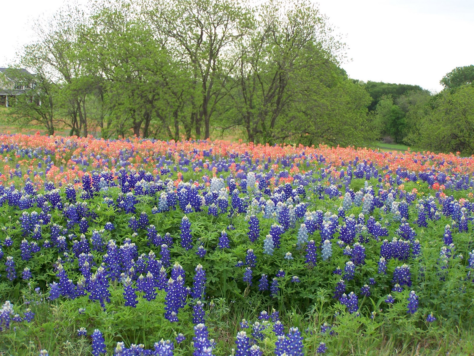 Cozy in Texas Spring in Texas