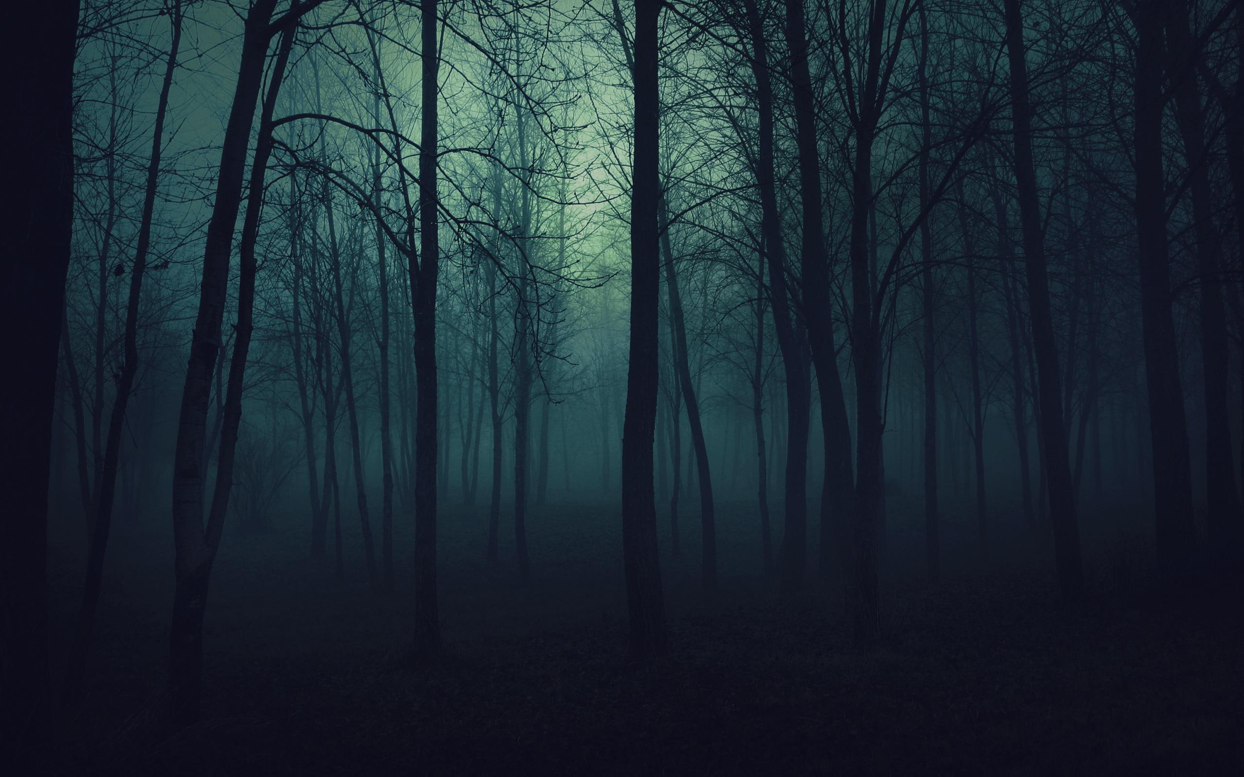 HD Wallpaper Gloomy Twilight Wood Forest Trees Fog Haze