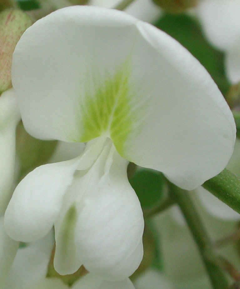 Black Locust X Wallpaper