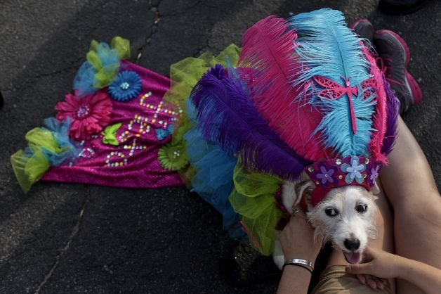 Canine Costume Parade Fiesta Event In San Antonio Texas