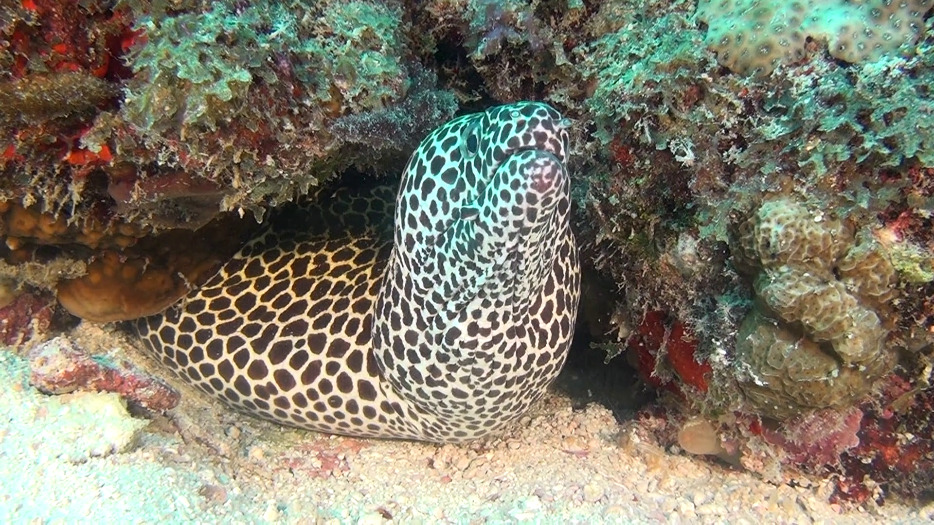 Spotted Moray Eel On Background Of Clean Clear Seabed Underwater