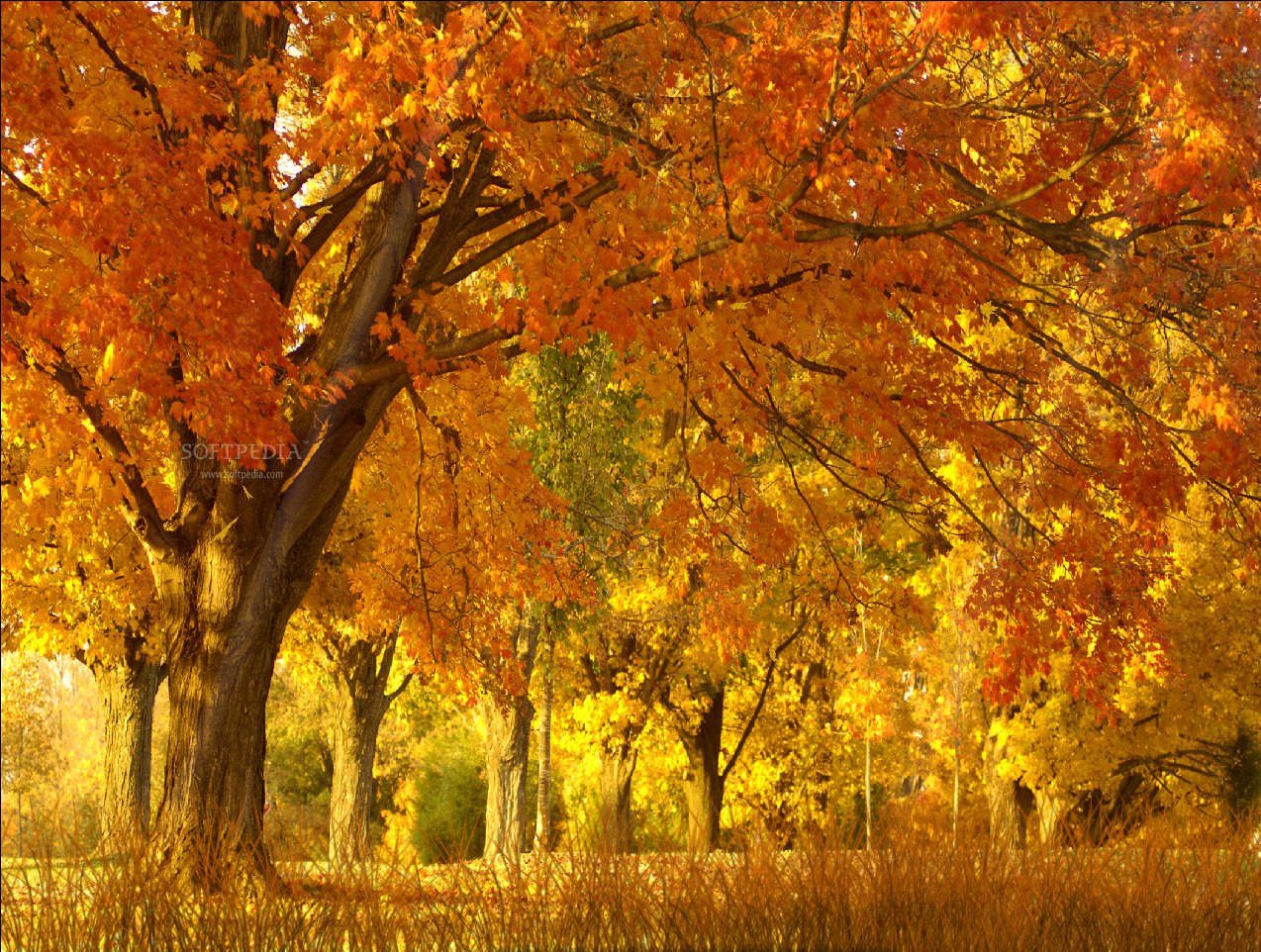 Fall Season Animated Wallpaper Screenshot This Is A Sample Of What