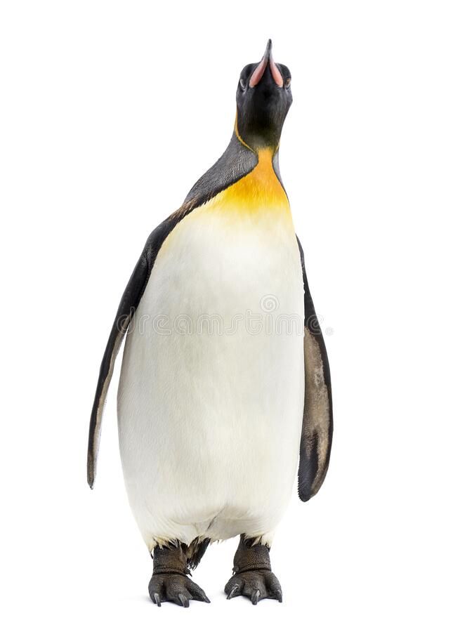 King penguin standing in front of a white background Isolated on