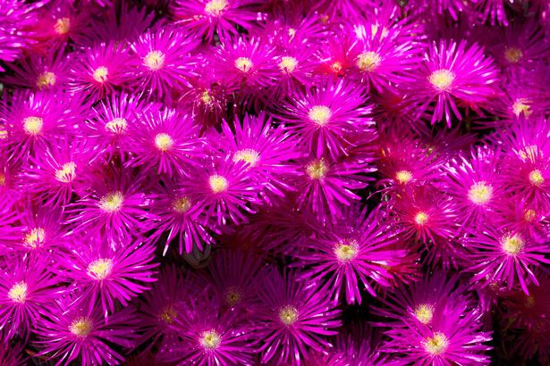 Purple Flower Background Haze