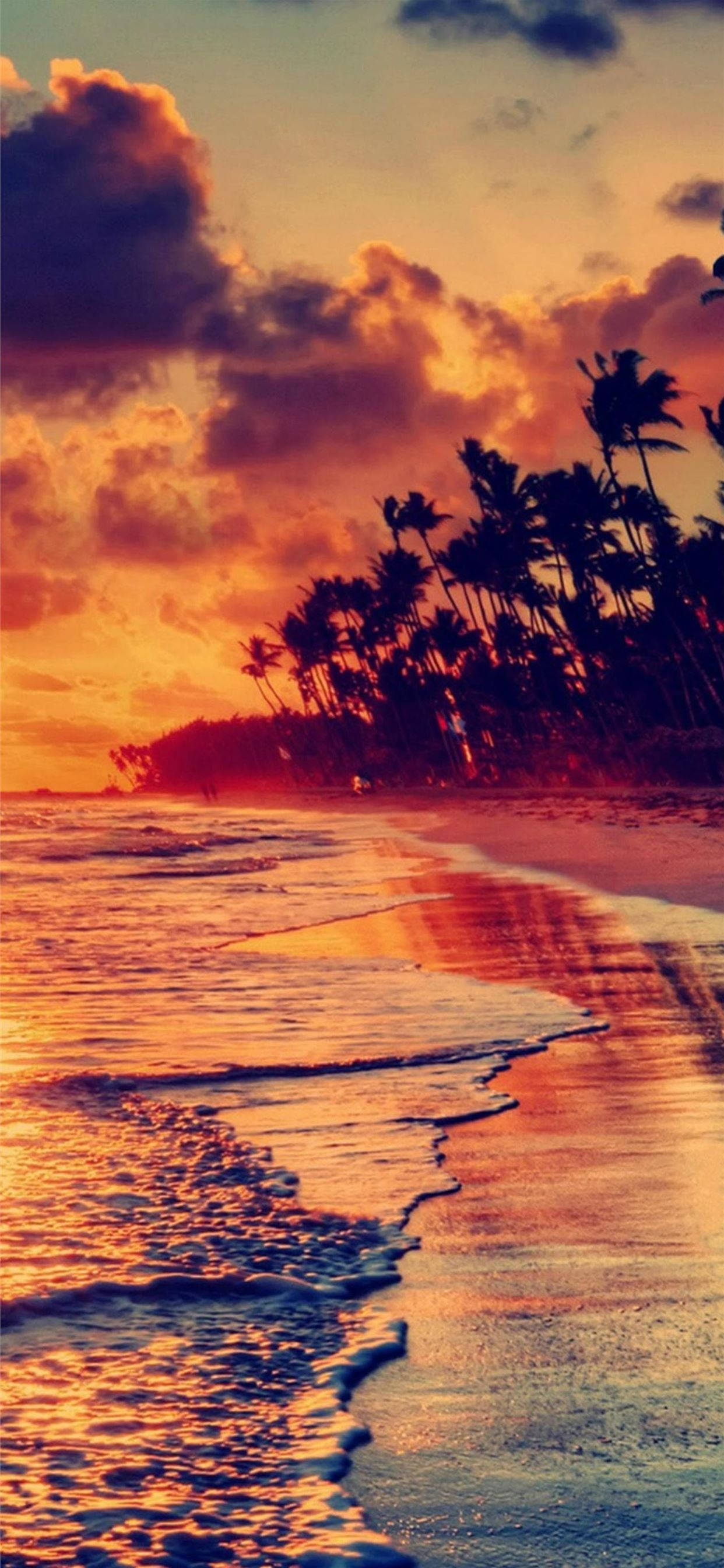 Aesthetic Beach Tree Silhouettes Wallpaper