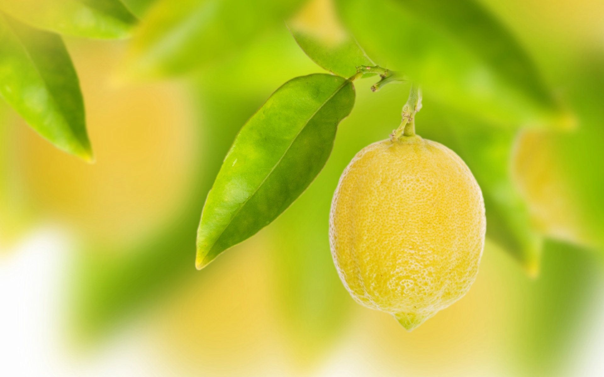 Wallpaper Lemon Tree