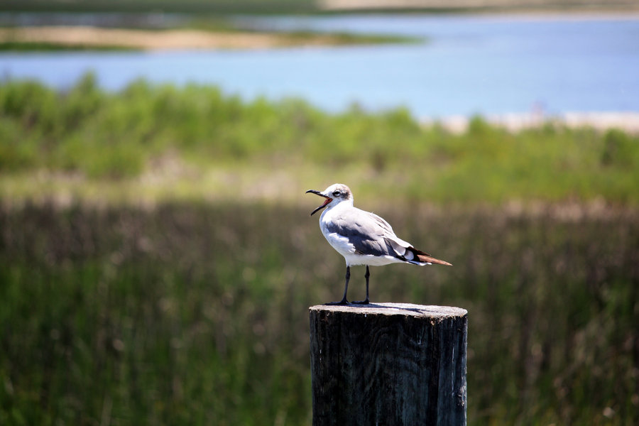 Murrells Inlet Marsh Walk By Lord Of Lost Souls