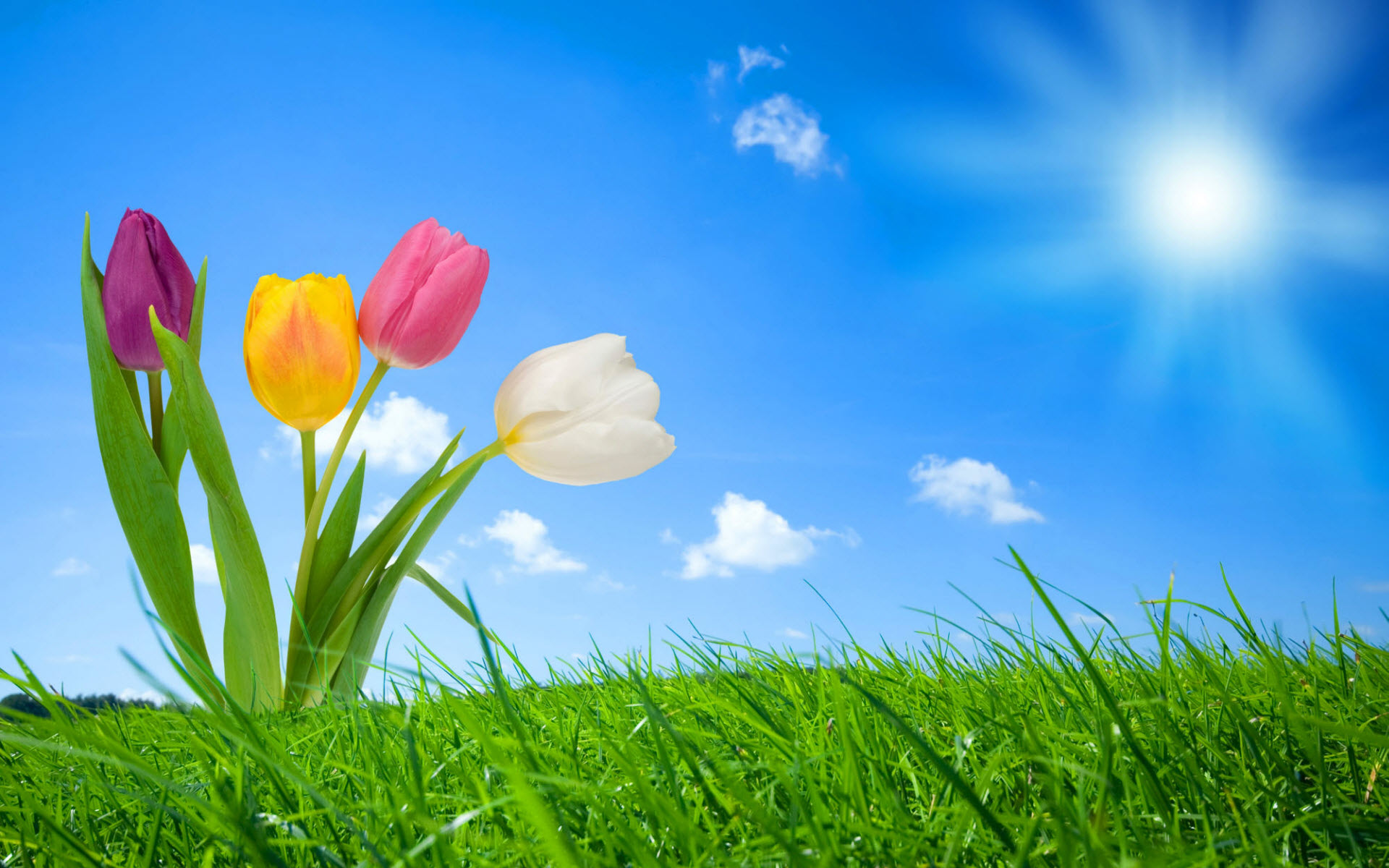 This High Quality Spring Nature Wallpaper For You Enjoy