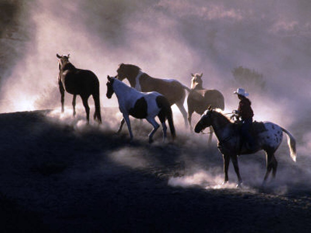 Cowboy Up Wallpaper Rounding Wild Horses