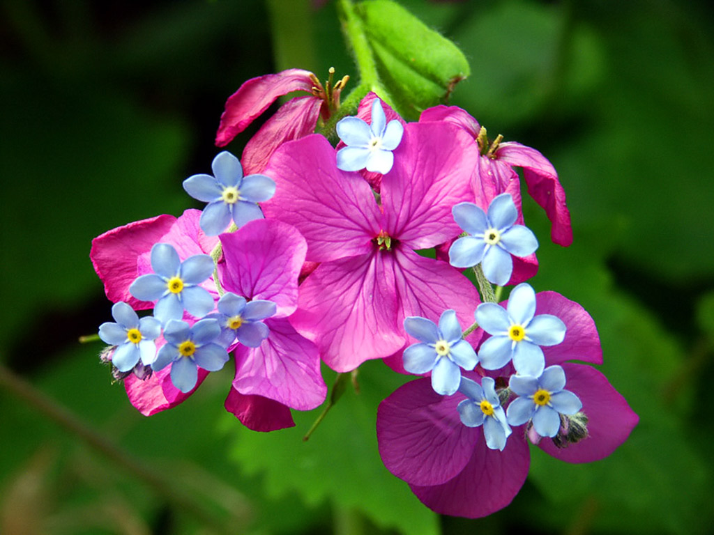 Spring Flower Wallpaper Which Is Under The