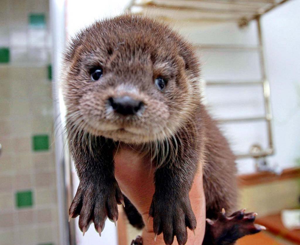 Cute Baby Otters HD Wallpaper Background Image