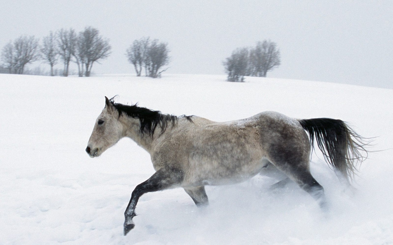 Horse In The Snow Desktop Pc And Mac Wallpaper