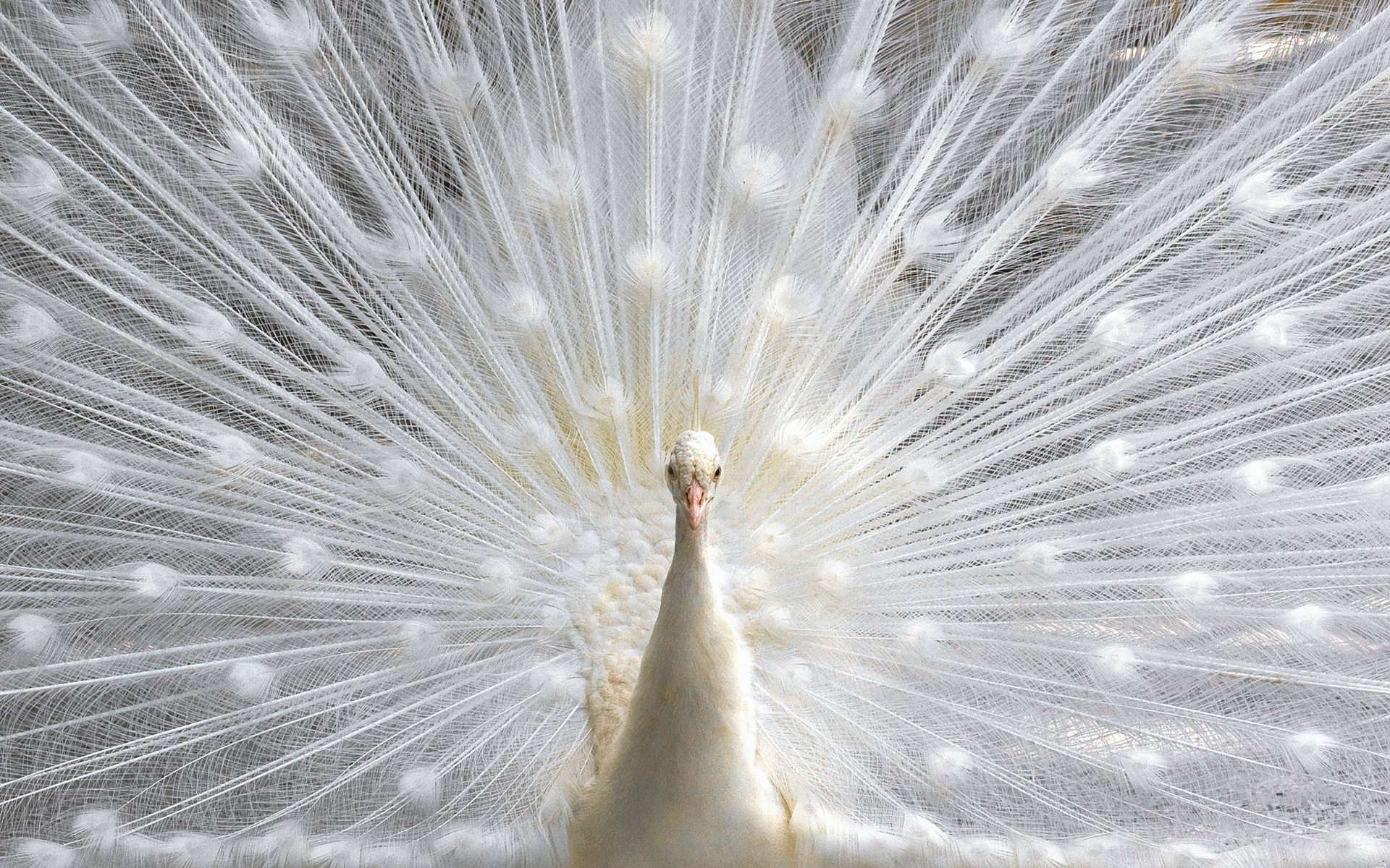 Most Beautiful White Peacock Desktop Wallpaper HD