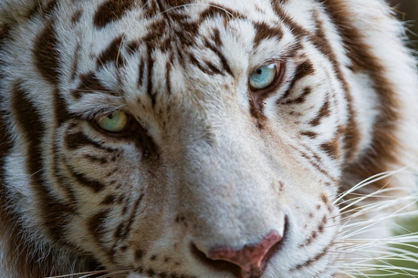 19 Beautiful White Tiger Pictures 600x400