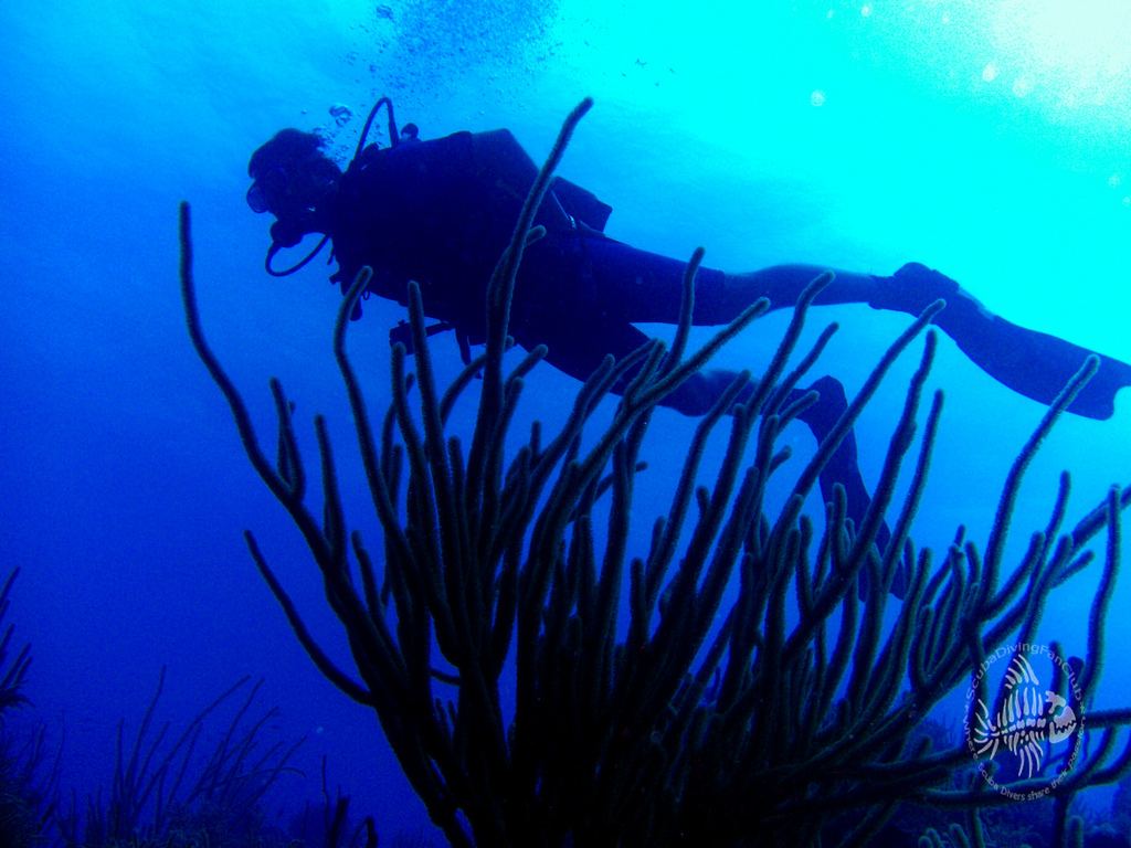 Scuba Diving Wallpaper Free diving wallpapers