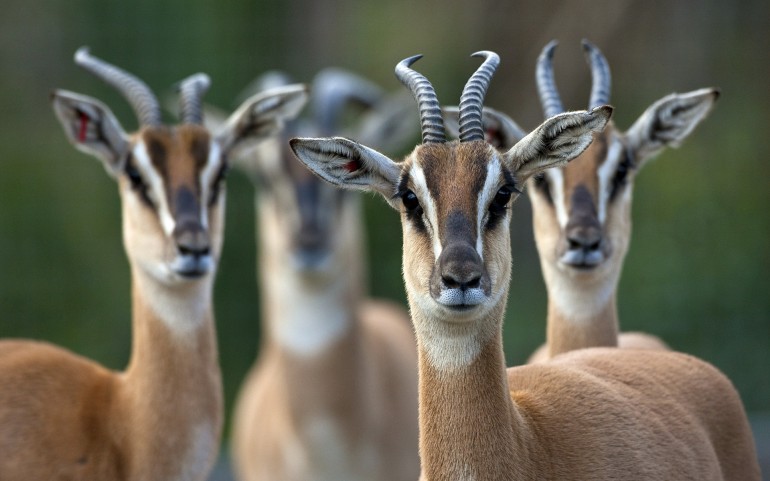 Share The Post Soemmerrings Gazelle Nanger Soemmerringii Males