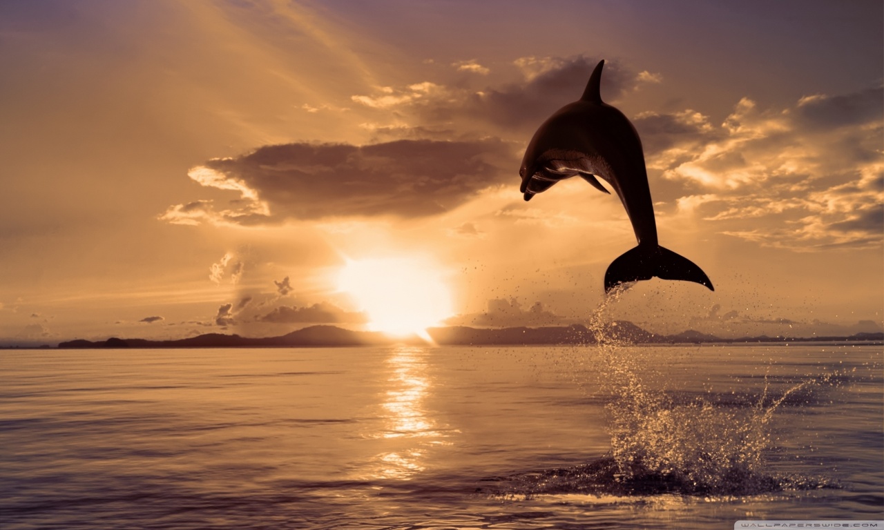 Dolphin HD Wallpaper Eva Mendes