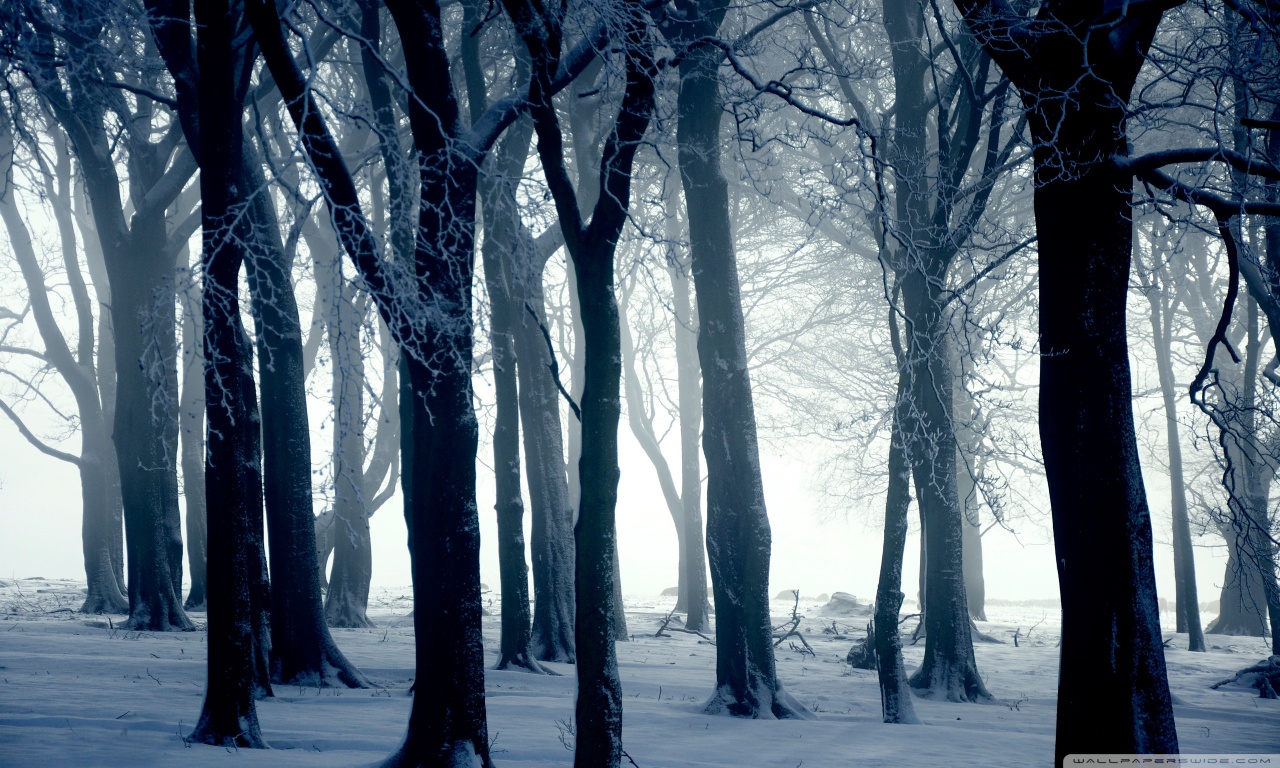 Cold Winter Day Forest Trees HD Wallpaper   Stylish HD Wallpapers