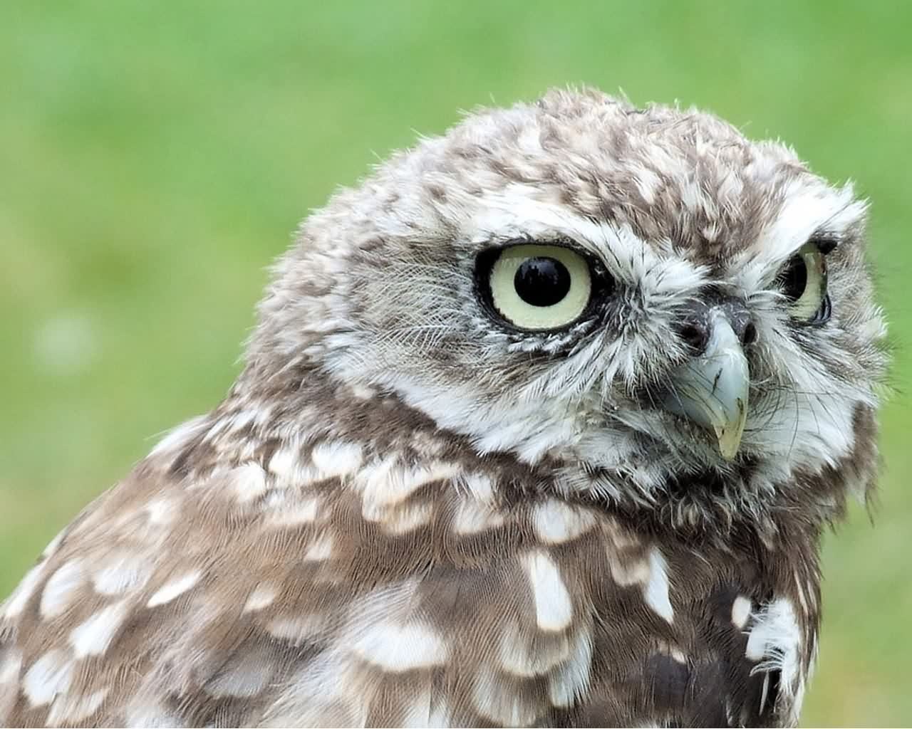 Cool HD Nature Desktop Wallpaper Owl