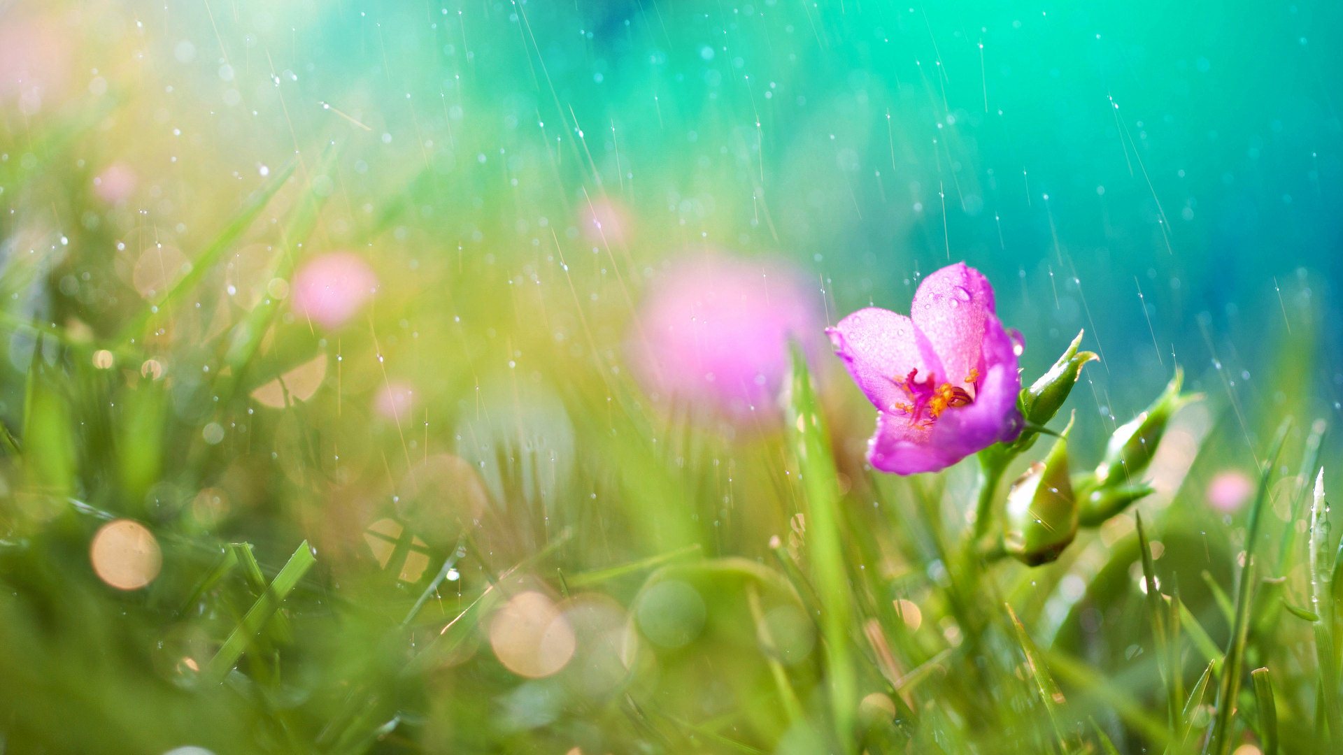 Wallpaper Desktop Flower Rainy Rain