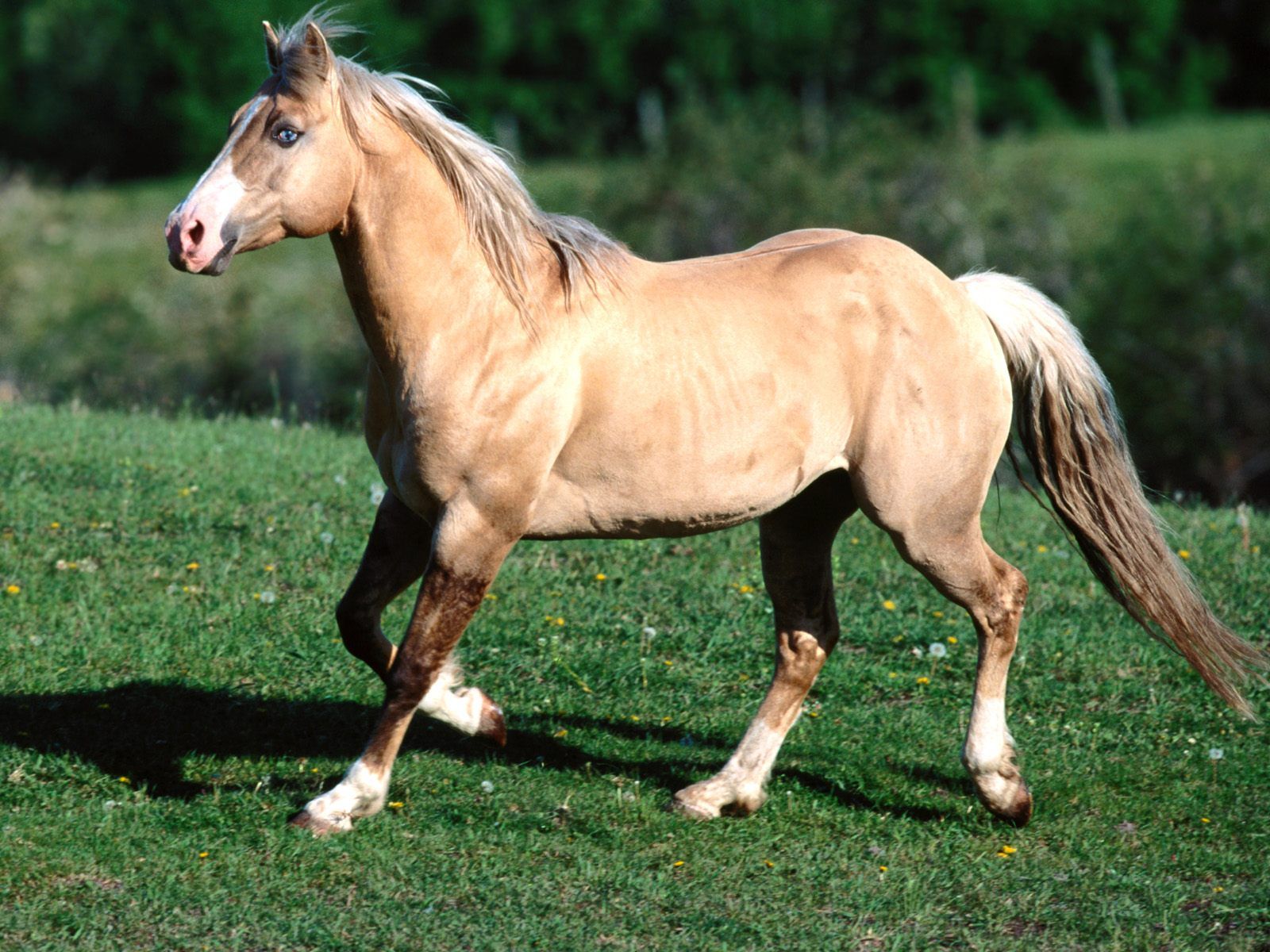 Free download Palomino Horse Wallpapers Palomino Horse Pictures Cool  Wallpapers [1600x1200] for your Desktop, Mobile & Tablet | Explore 48+  Quarter Horse Screensavers and Wallpaper | Free Horse Screensavers And  Wallpaper, Quarter