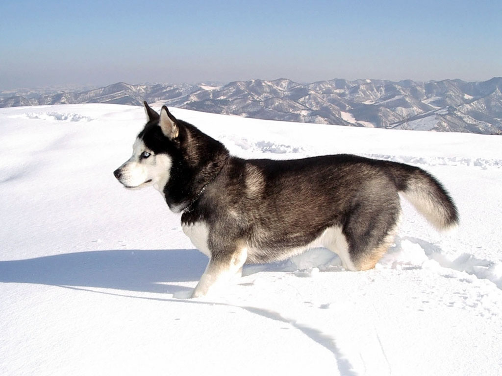 Tag Siberian Husky Wallpaper Background Photos Image And Pictures