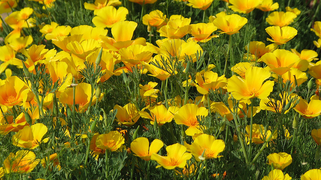 California Poppy Flower And Buds HD Widescreen Desktop Wallpaper