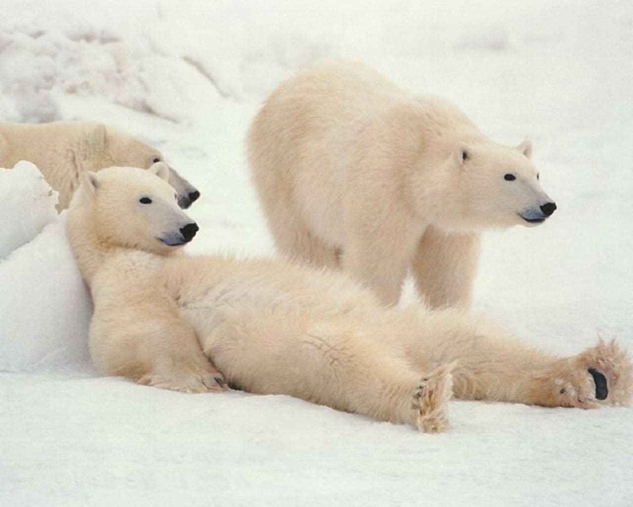 Polar Bears Snow Animals Wallpaper Download cool HD wallpapers here