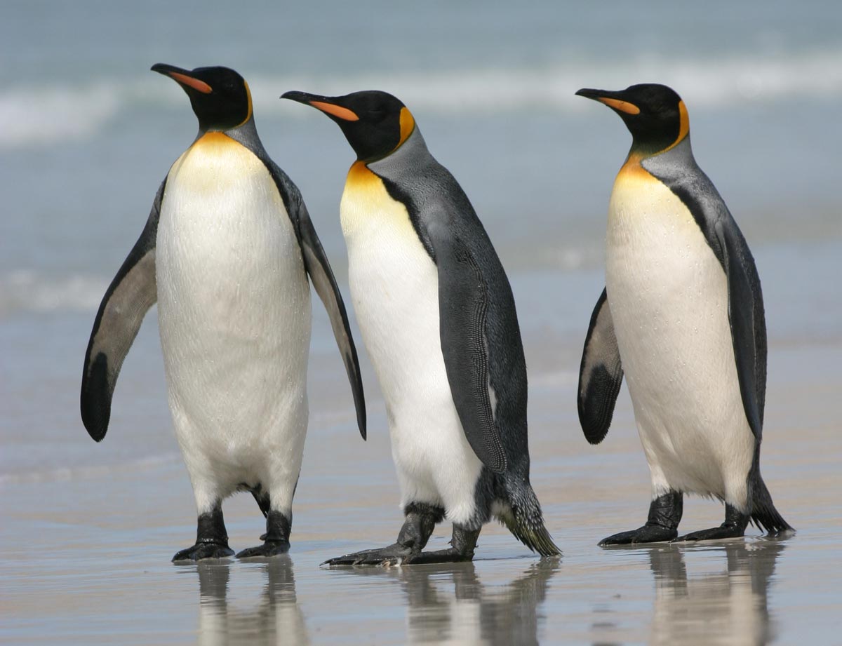 Penguin The Biggest Animals Kingdom