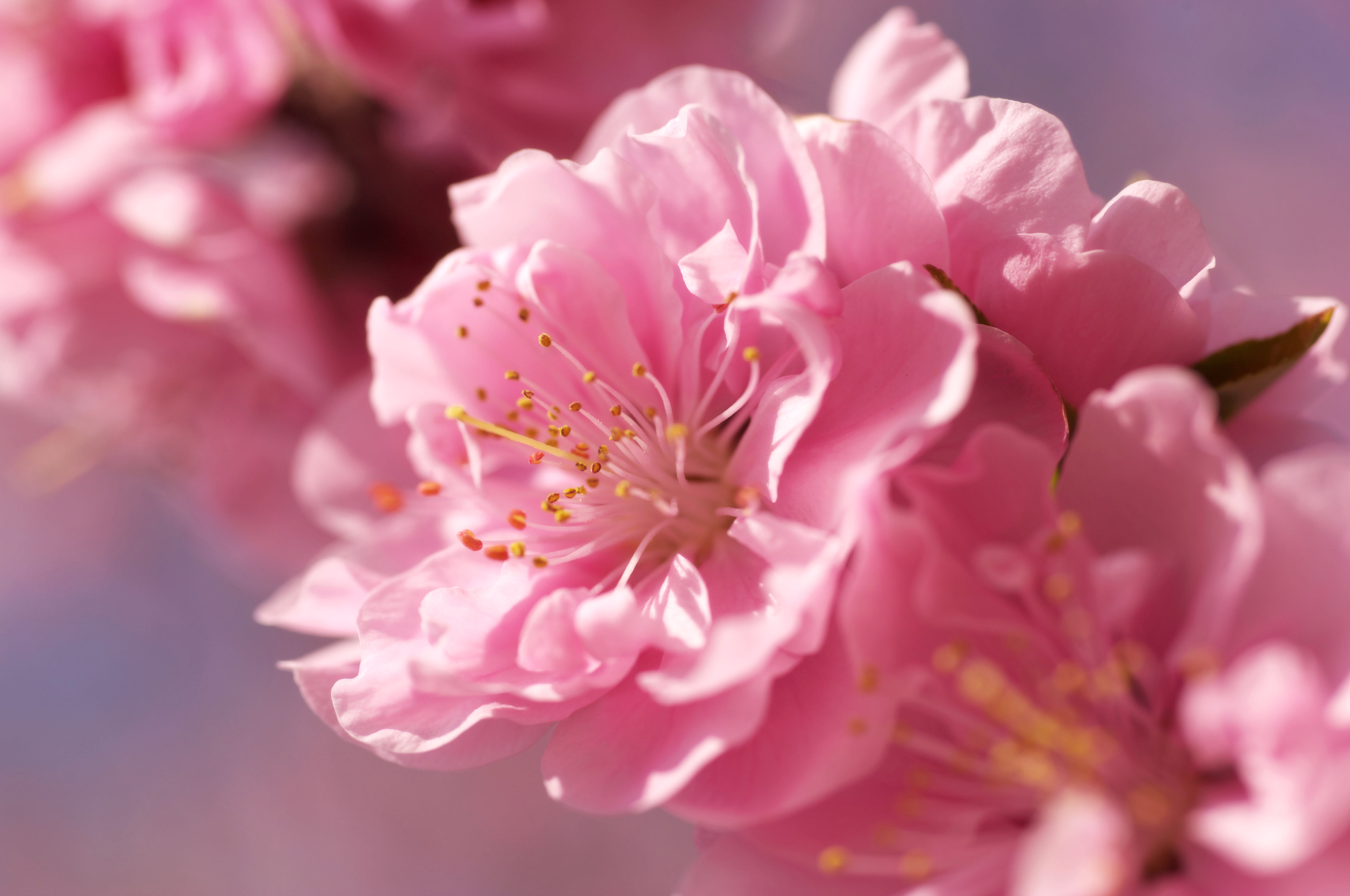 🔥 [74+] Sakura Flower Wallpaper | WallpaperSafari