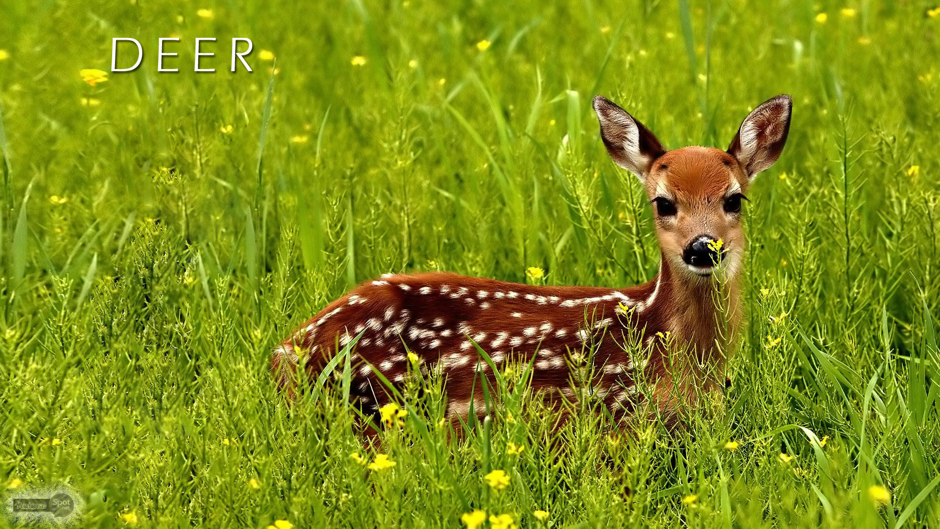 Deer Wallpaper Animal Spot