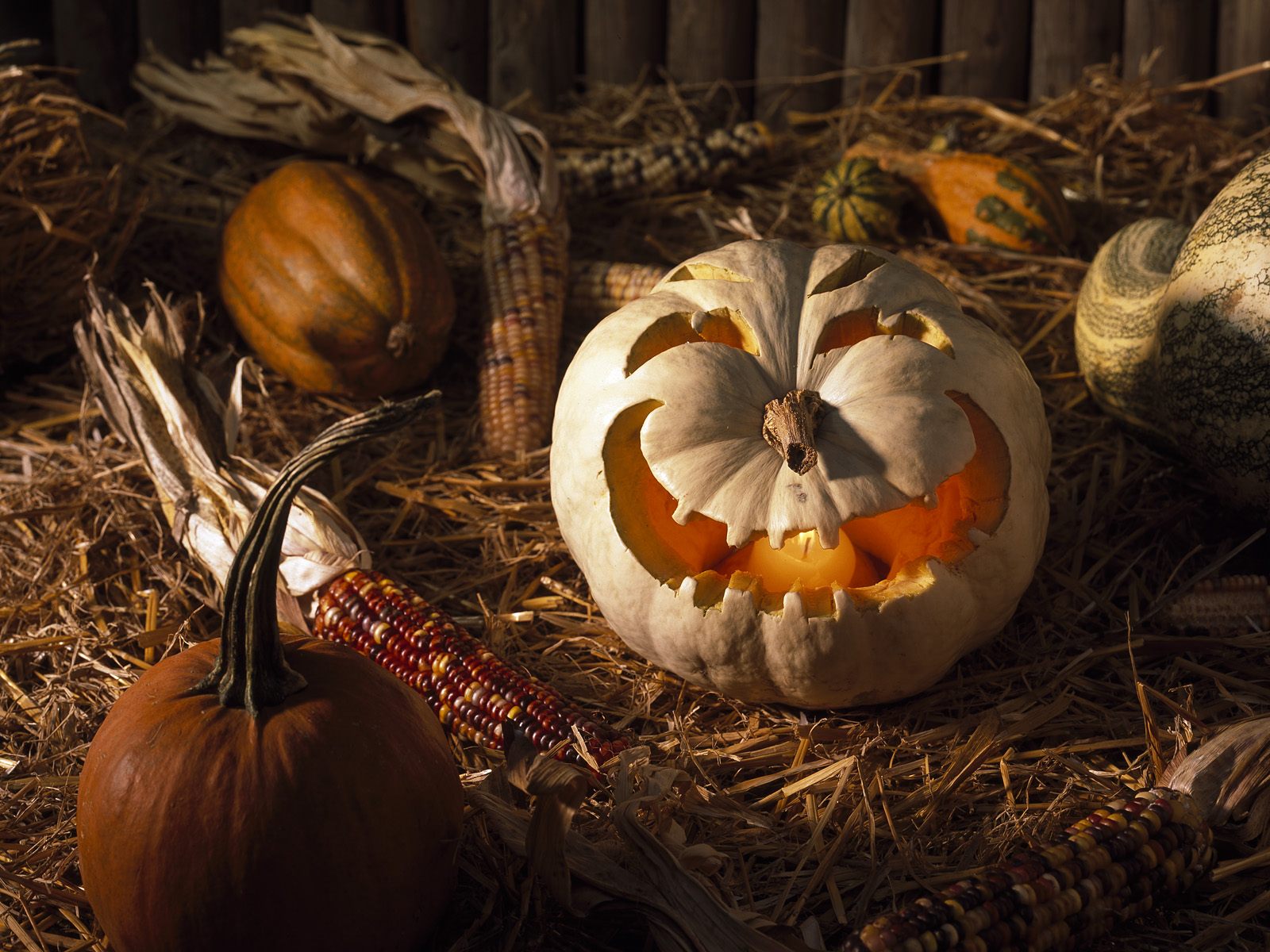 Pumpkin Halloween HD Wallpaper
