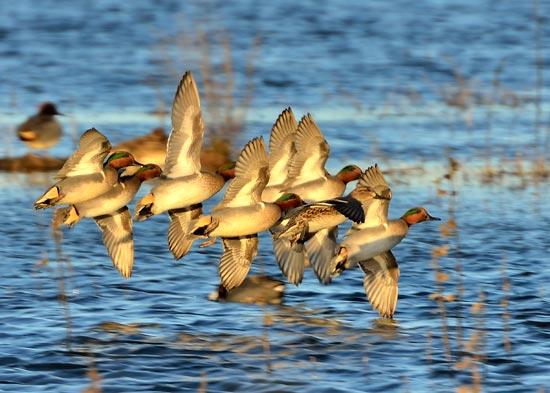 Waterfowl Honorable Mentions