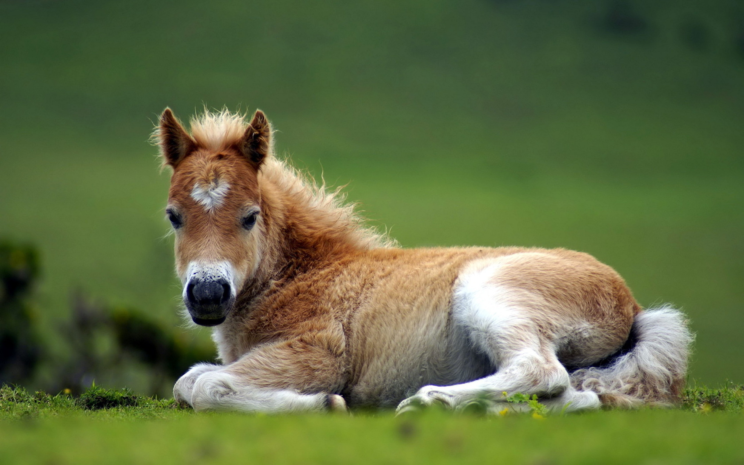 Cute Horse Baby Wallpaper