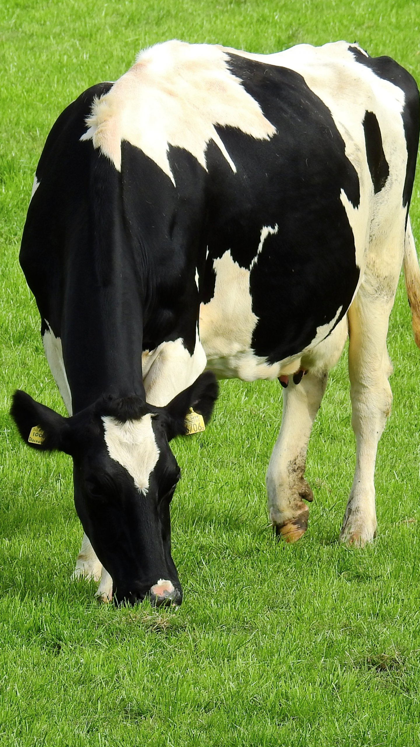 Holstein Cow Wallpaper iPhone Android Desktop Background