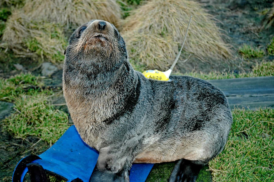 Northern Fur Seal Wallpaper