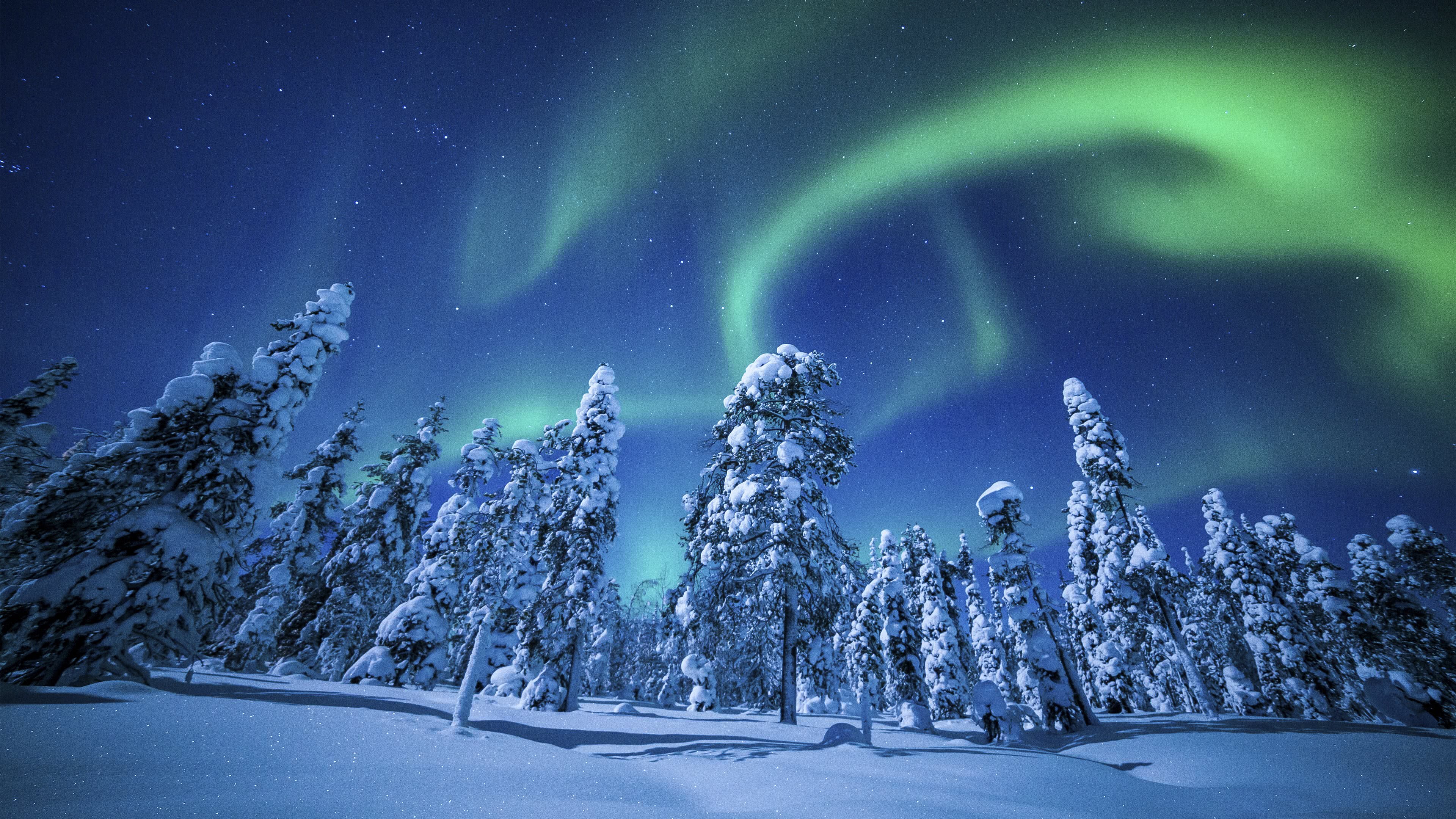A breathtaking 4K winter wallpaper featuring a snow-covered forest illuminated by the vibrant green hues of the Aurora Borealis