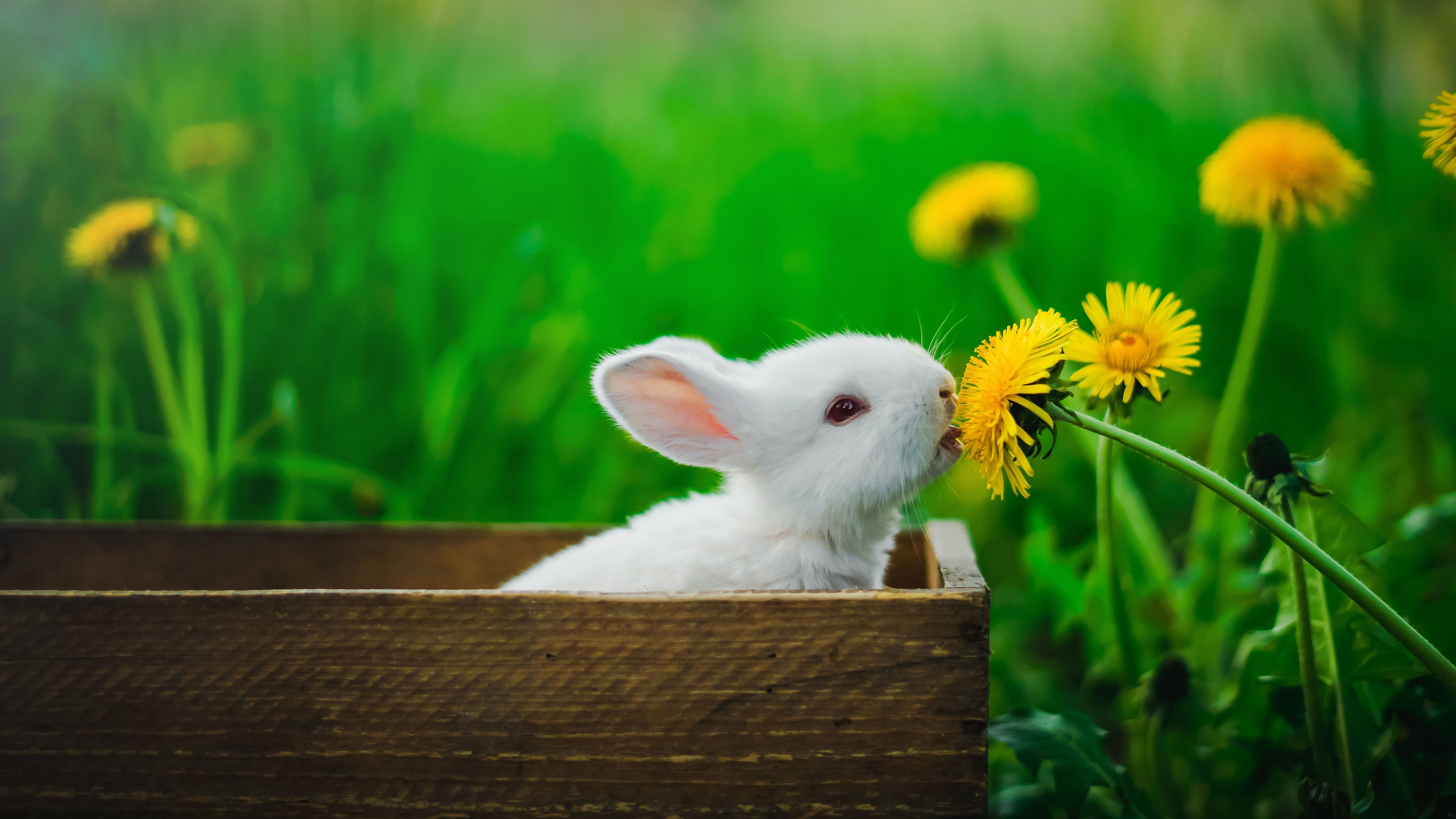 White Rabbit Wallpaper