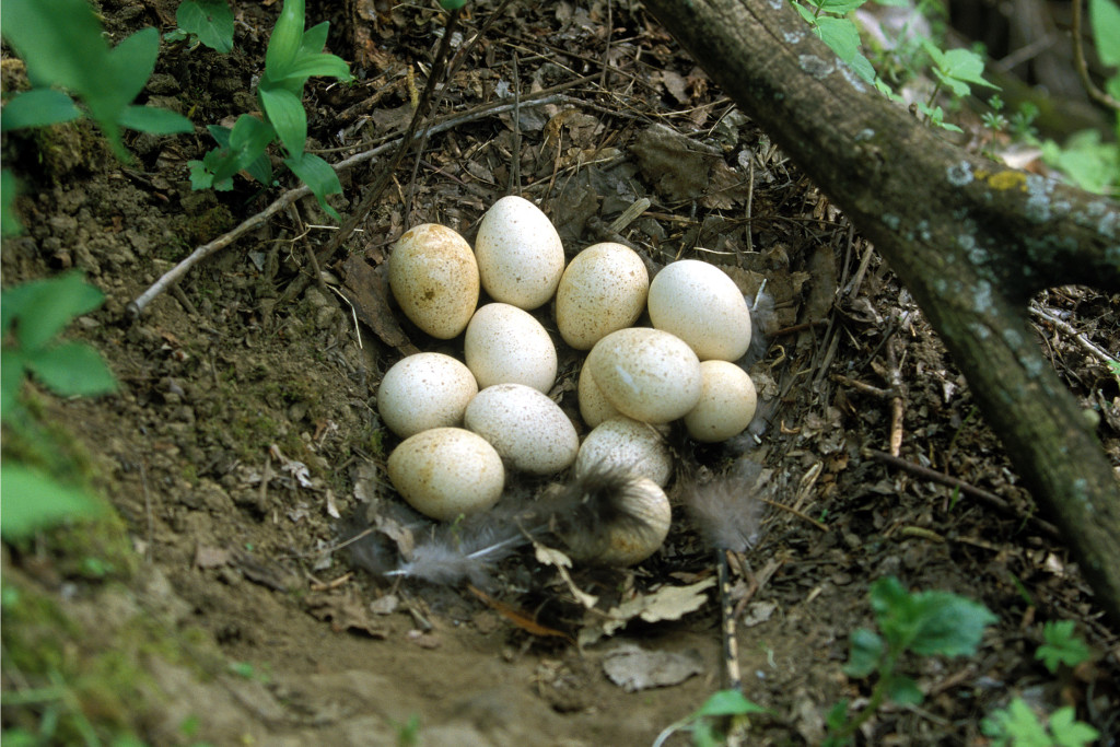 Wild Turkey Easter Egg Hunt To Help Curb Overabundant Birds J R