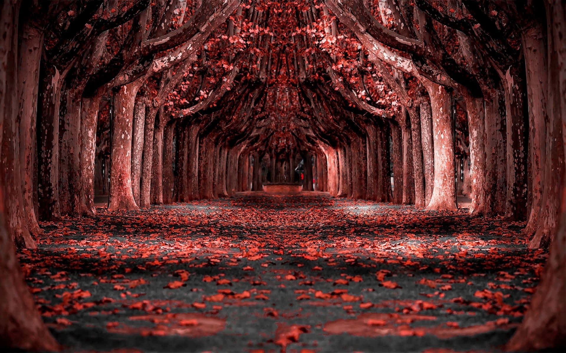 HD Red Forest Wallpaper